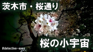 茨木・桜通りの夜桜　散る前に撮った桜の小宇宙